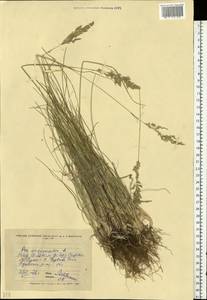 Poa angustifolia L., Eastern Europe, North Ukrainian region (E11) (Ukraine)