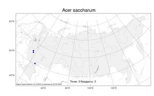 Acer saccharum Marshall, Atlas of the Russian Flora (FLORUS) (Russia)