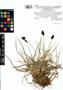 Carex melananthiformis Litv., Siberia, Baikal & Transbaikal region (S4) (Russia)