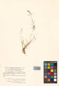 Poa angustifolia L., Siberia, Chukotka & Kamchatka (S7) (Russia)