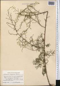 Artemisia scoparia Waldst. & Kit., Middle Asia, Kopet Dag, Badkhyz, Small & Great Balkhan (M1) (Turkmenistan)