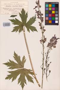 Aconitum septentrionale Koelle, Eastern Europe, Eastern region (E10) (Russia)