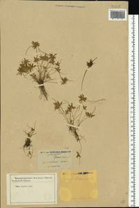 Cyperus flavescens L., Eastern Europe, Central forest-and-steppe region (E6) (Russia)