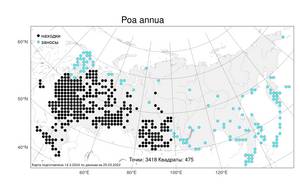 Poa annua L., Atlas of the Russian Flora (FLORUS) (Russia)