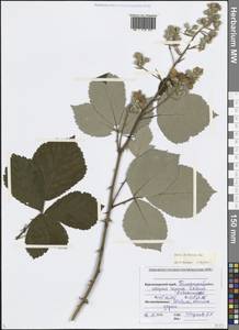 Rubus ibericus Juz., Caucasus, Black Sea Shore (from Novorossiysk to Adler) (K3) (Russia)