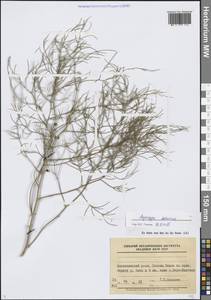 Asparagus dauricus Fisch. ex Link, Siberia, Baikal & Transbaikal region (S4) (Russia)