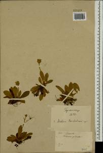 Pilosella officinarum Vaill., Eastern Europe, North Ukrainian region (E11) (Ukraine)