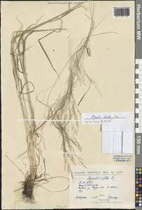 Agrostis clavata Trin., Siberia, Baikal & Transbaikal region (S4) (Russia)