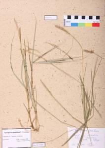 Agropyron cristatum (L.) Gaertn., Siberia, Altai & Sayany Mountains (S2) (Russia)