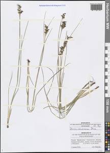 Juncus compressus Jacq., Eastern Europe, Middle Volga region (E8) (Russia)