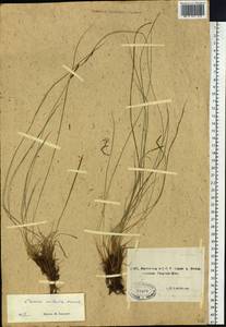 Carex nigra subsp. juncea (Fr.) Soó, Siberia, Yakutia (S5) (Russia)