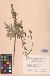 Aconitum septentrionale Koelle, Eastern Europe, Eastern region (E10) (Russia)