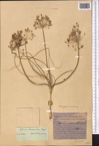 Allium borszczowii Regel, Middle Asia, Karakum (M6) (Turkmenistan)