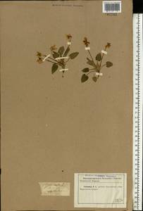 Viola hirta L., Eastern Europe, North Ukrainian region (E11) (Ukraine)