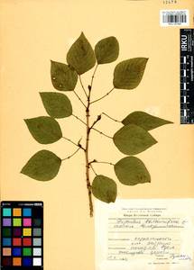 Populus balsamifera, Siberia, Baikal & Transbaikal region (S4) (Russia)