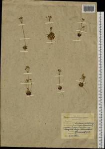 Androsace septentrionalis L., Siberia, Western Siberia (S1) (Russia)