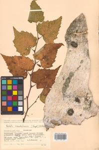 Betula pendula subsp. mandshurica (Regel) Ashburner & McAll., Siberia, Russian Far East (S6) (Russia)
