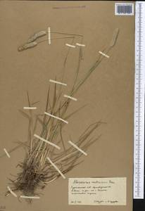 Alopecurus arundinaceus Poir., Middle Asia, Karakum (M6) (Turkmenistan)
