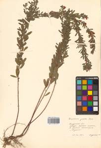 Lespedeza juncea (L.f.) Pers., Siberia, Russian Far East (S6) (Russia)