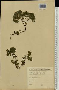 Euphorbia peplus L., Eastern Europe, Moscow region (E4a) (Russia)