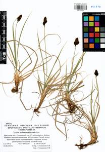 Carex melananthiformis Litv., Siberia, Baikal & Transbaikal region (S4) (Russia)