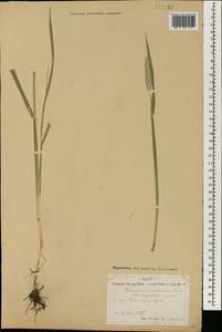 Alopecurus arundinaceus Poir., Mongolia (MONG) (Mongolia)