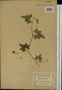 Bryonia alba L., Eastern Europe, North Ukrainian region (E11) (Ukraine)
