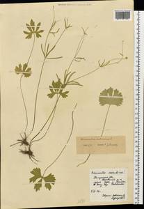 Ranunculus cassubicus L., Eastern Europe, Central region (E4) (Russia)