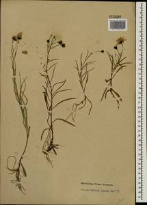 Hieracium umbellatum L., Eastern Europe, North-Western region (E2) (Russia)
