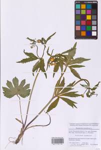 Ranunculus cassubicus L., Eastern Europe, Moscow region (E4a) (Russia)