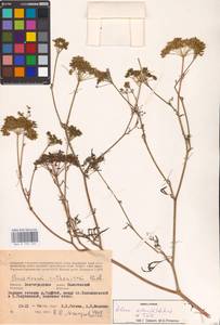Silaum silaus (L.) Schinz & Thell., Eastern Europe, Lower Volga region (E9) (Russia)