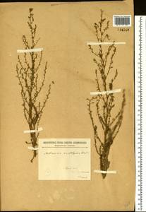 Artemisia scoparia Waldst. & Kit., Siberia, Baikal & Transbaikal region (S4) (Russia)