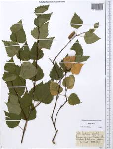 Betula pendula Roth, Middle Asia, Dzungarian Alatau & Tarbagatai (M5) (Kazakhstan)