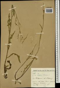 Lactuca tatarica (L.) C. A. Mey., Eastern Europe, North-Western region (E2) (Russia)