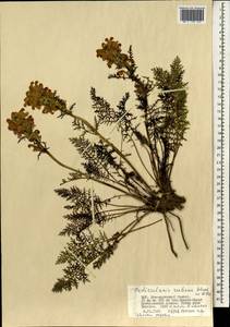 Pedicularis rubens Stephan ex Willd., Mongolia (MONG) (Mongolia)