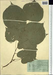 Tilia mandshurica Rupr. & Maxim., Siberia, Russian Far East (S6) (Russia)