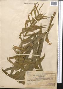 Polygonatum sewerzowii Regel, Middle Asia, Western Tian Shan & Karatau (M3) (Uzbekistan)