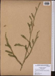 Spinulum annotinum subsp. annotinum, Eastern Europe, Central region (E4) (Russia)