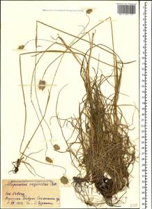 Alopecurus vaginatus (Willd.) Pall. ex Kunth, Caucasus, Stavropol Krai, Karachay-Cherkessia & Kabardino-Balkaria (K1b) (Russia)