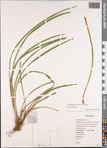Ophiopogon reversus C.C.Huang, South Asia, South Asia (Asia outside ex-Soviet states and Mongolia) (ASIA) (China)