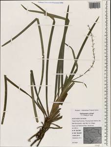 Ophiopogon chingii F.T.Wang & Tang, South Asia, South Asia (Asia outside ex-Soviet states and Mongolia) (ASIA) (Vietnam)