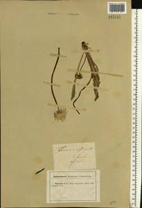 Taraxacum officinale Weber ex F. H. Wigg., Eastern Europe, Central forest-and-steppe region (E6) (Russia)