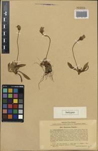 Pilosella officinarum Vaill., Eastern Europe, Northern region (E1) (Russia)