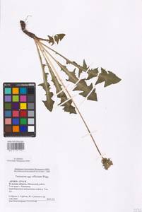 Taraxacum officinale Weber ex F. H. Wigg., Eastern Europe, Central region (E4) (Russia)
