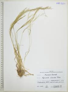Agrostis clavata Trin., Siberia, Russian Far East (S6) (Russia)