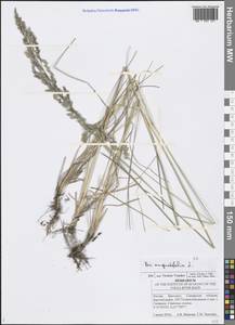 Poa angustifolia L., Eastern Europe, Middle Volga region (E8) (Russia)