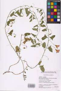 Convolvulus arvensis L., Eastern Europe, Lower Volga region (E9) (Russia)