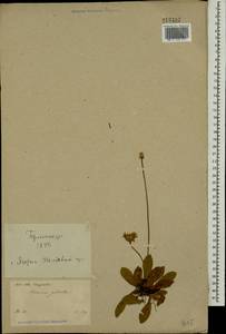 Pilosella officinarum Vaill., Eastern Europe, North Ukrainian region (E11) (Ukraine)