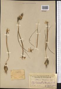 Allium borszczowii Regel, Middle Asia, Pamir & Pamiro-Alai (M2) (Uzbekistan)