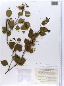 Betula pendula Roth, Eastern Europe, South Ukrainian region (E12) (Ukraine)